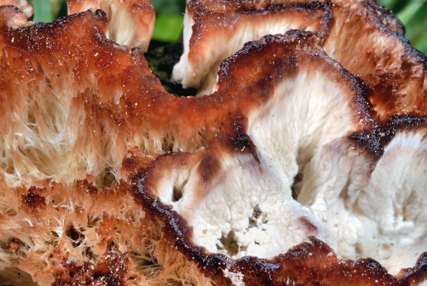 Chi indovina questi funghi?